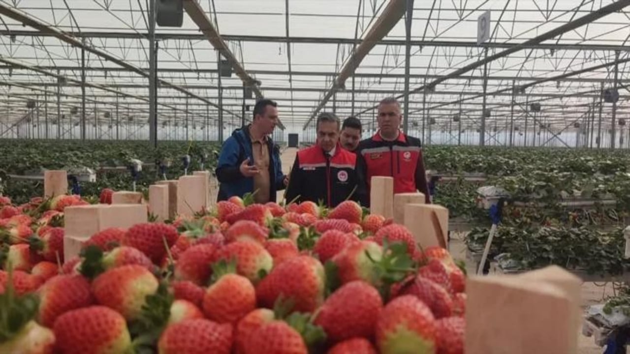 Foto - Üretimde devler liginde yer alıyorlar! Aydın’da "kırmızı altın" mesaisi başladı 