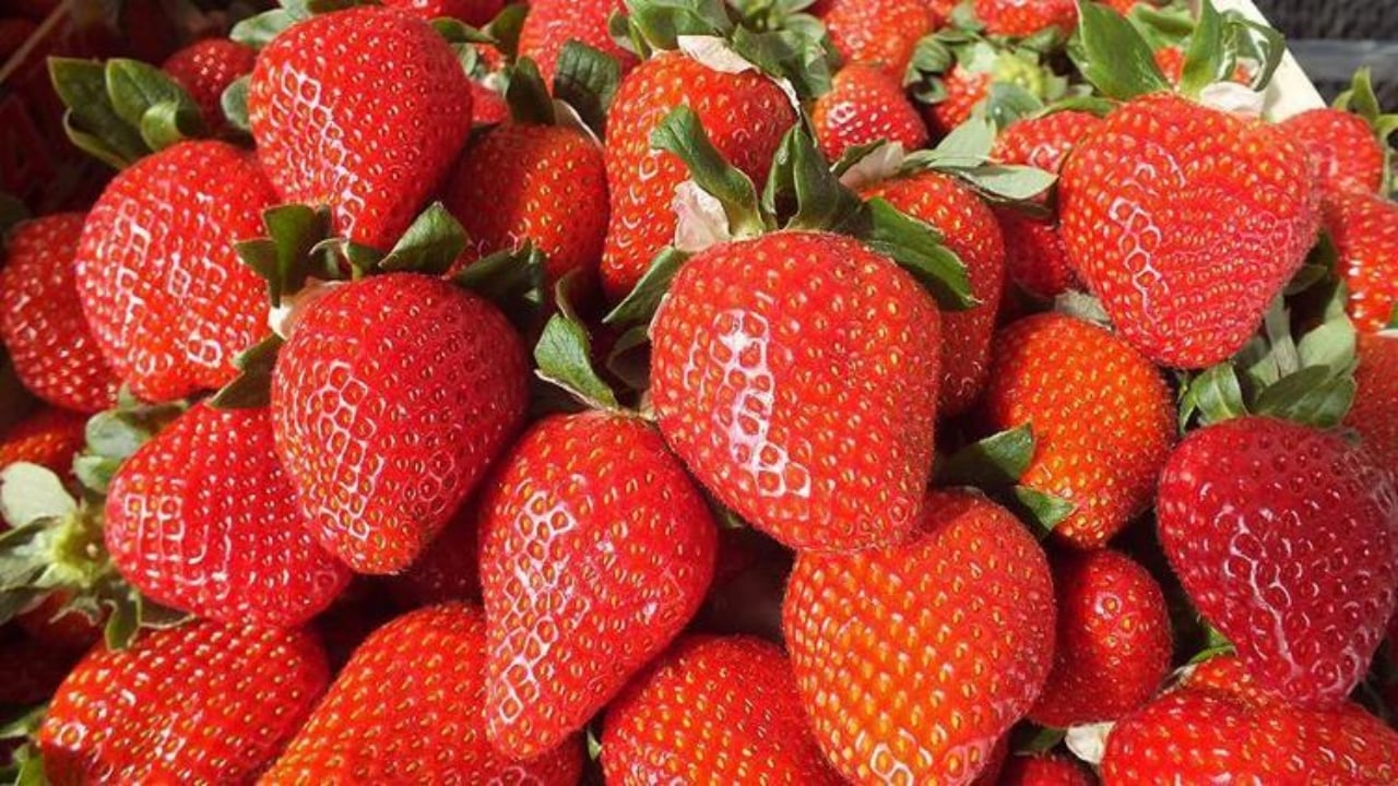 Foto - Üretimde devler liginde yer alıyorlar! Aydın’da "kırmızı altın" mesaisi başladı 