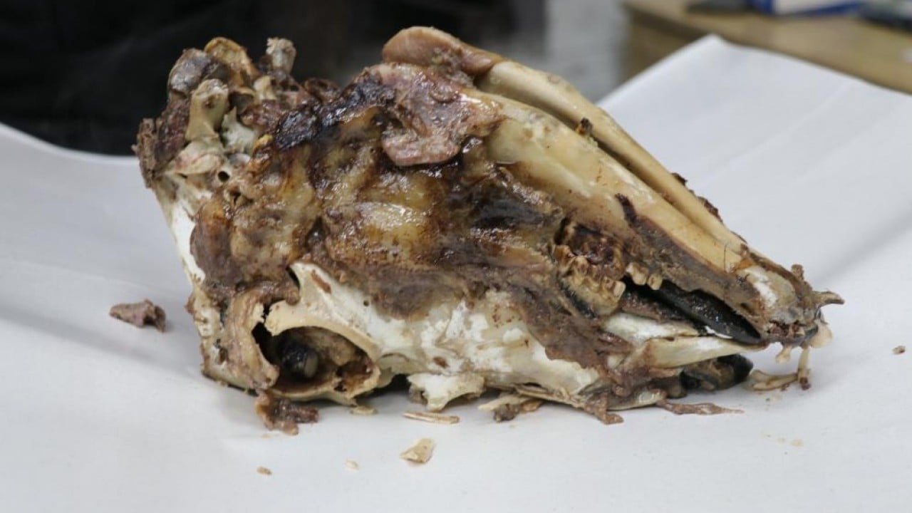 Foto - Ürkütücü görüntüsüne rağmen afiyetle tüketiliyor