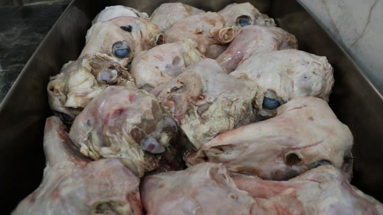 Foto - Ürkütücü görüntüsüne rağmen afiyetle tüketiliyor