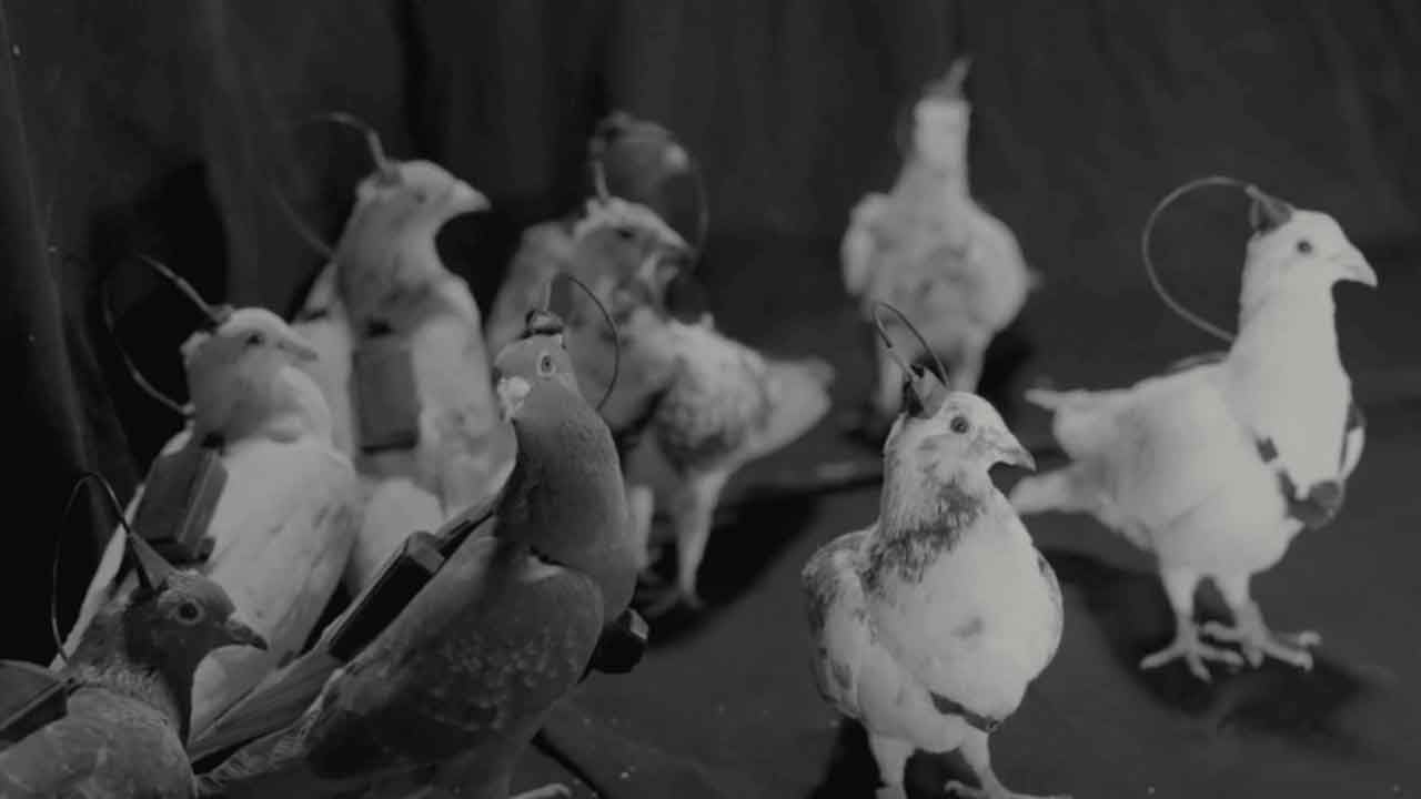 Foto - Ürpertici savunma projesi: Güvercinlere çip takıp "biyodron" yapacaklar