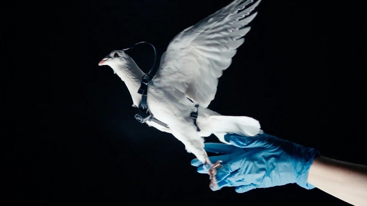 Foto - Ürpertici savunma projesi: Güvercinlere çip takıp "biyodron" yapacaklar