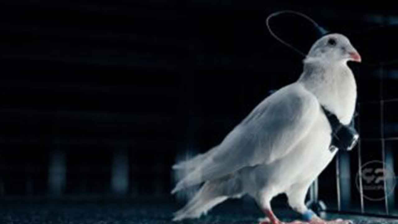 Foto - Ürpertici savunma projesi: Güvercinlere çip takıp "biyodron" yapacaklar