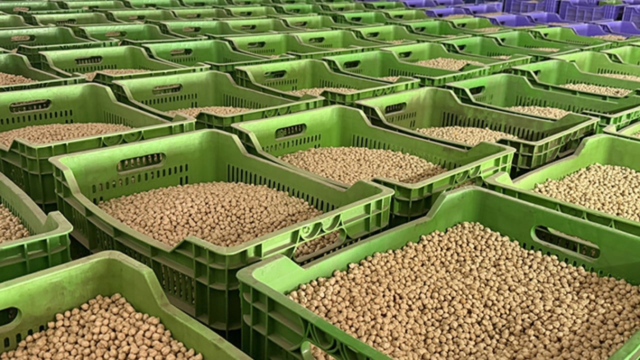 Foto - Usta ellerde kavrulunca değerini buluyor