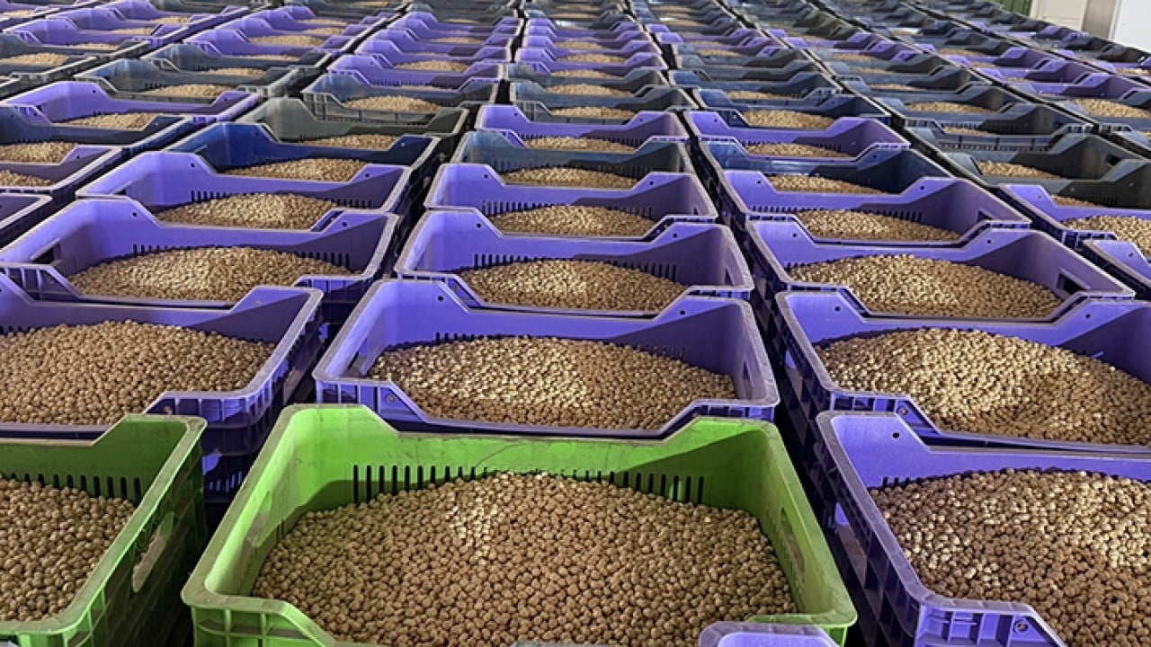 Foto - Usta ellerde kavrulunca değerini buluyor