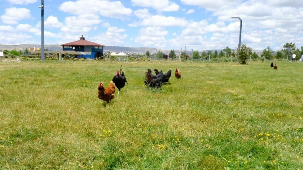 Uygulamaya Sivas’ta başlandı Keneye karşı gezici tavuk kümesi önlemi