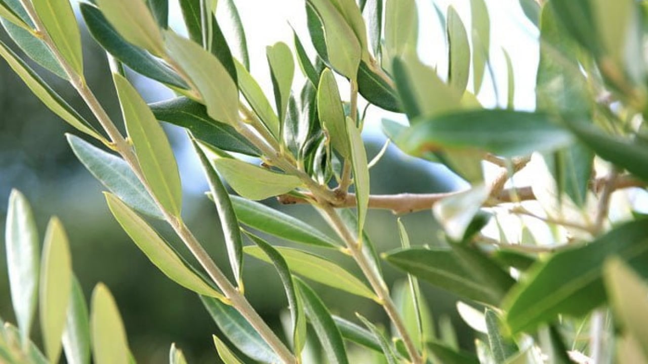Foto - Uyku sorunu: Zeytin yaprağı deyip geçmeyin! 21 gün sonrası ara verip için! Başka ürünü alıp para vermeyin