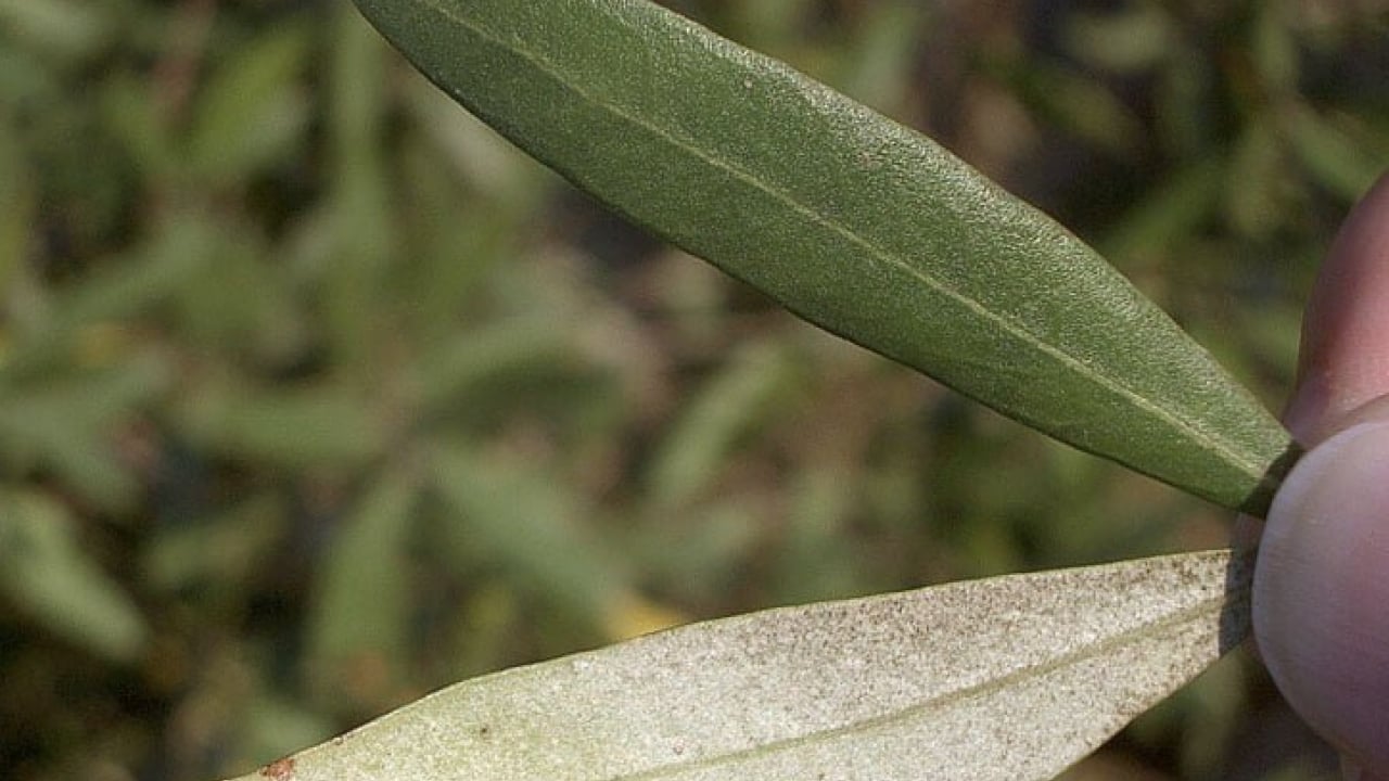 Foto - Uyku sorunu: Zeytin yaprağı deyip geçmeyin! 21 gün sonrası ara verip için! Başka ürünü alıp para vermeyin