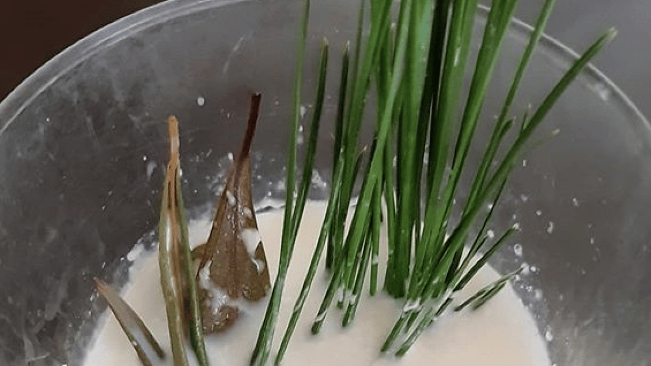 Foto - Uyku sorunu: Zeytin yaprağı deyip geçmeyin! 21 gün sonrası ara verip için! Başka ürünü alıp para vermeyin
