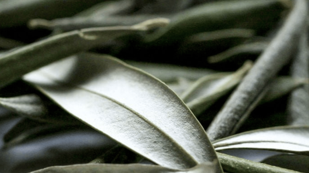 Uyku sorunu: Zeytin yaprağı deyip geçmeyin! 21 gün sonrası ara verip için! Başka ürünü alıp para vermeyin