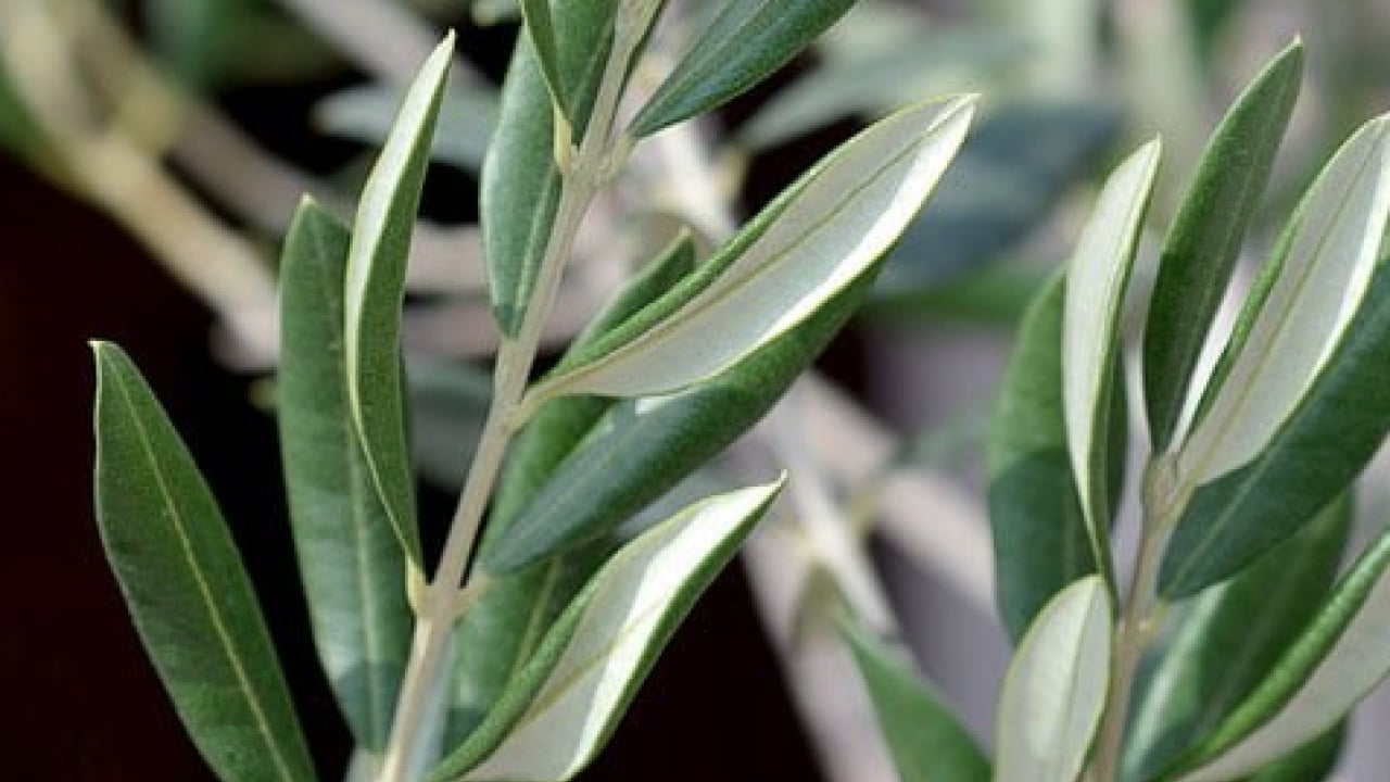 Foto - Uyku sorunu: Zeytin yaprağı deyip geçmeyin! 21 gün sonrası ara verip için! Başka ürünü alıp para vermeyin