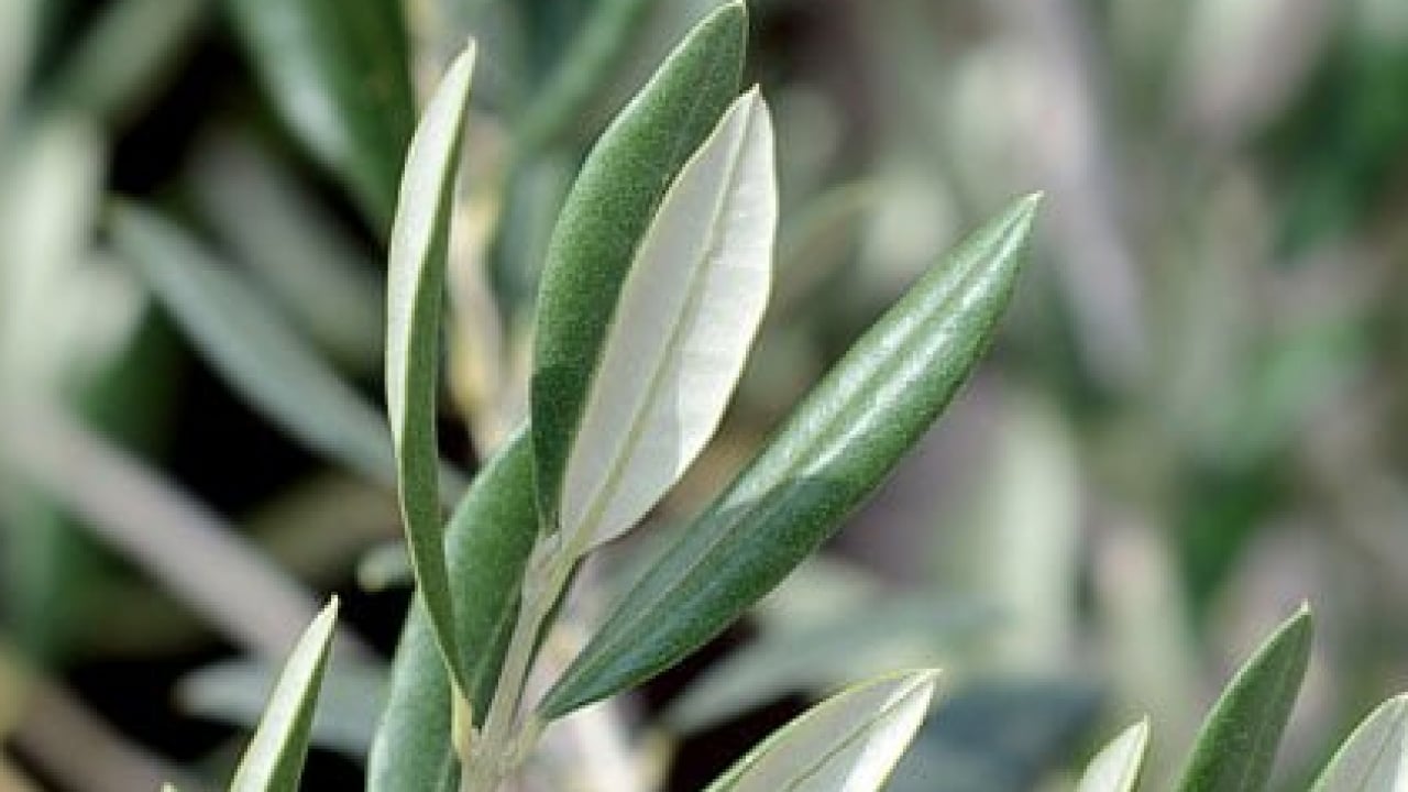 Foto - Uyku sorunu: Zeytin yaprağı deyip geçmeyin! 21 gün sonrası ara verip için! Başka ürünü alıp para vermeyin