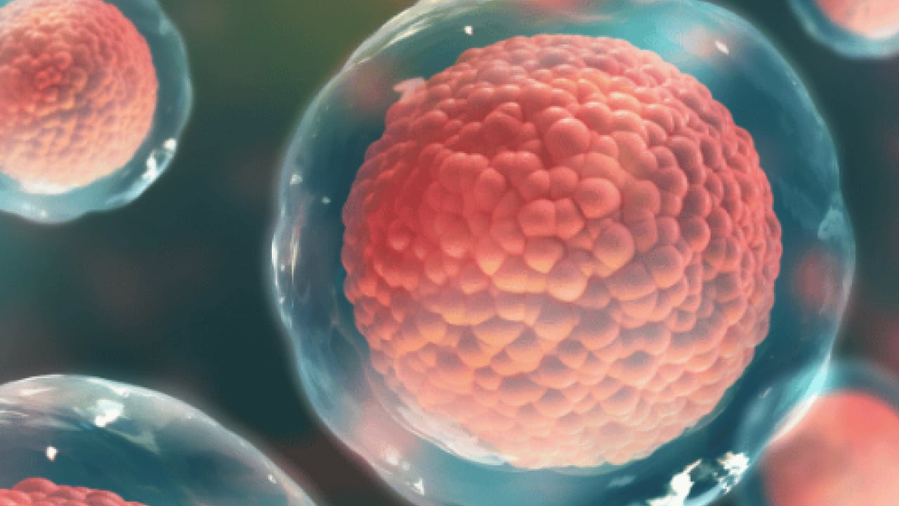 Foto - Uzman hekimden 'Açlığı taklit eden diyetle hücresel yenilenme mümkün olabilir' ilanı...