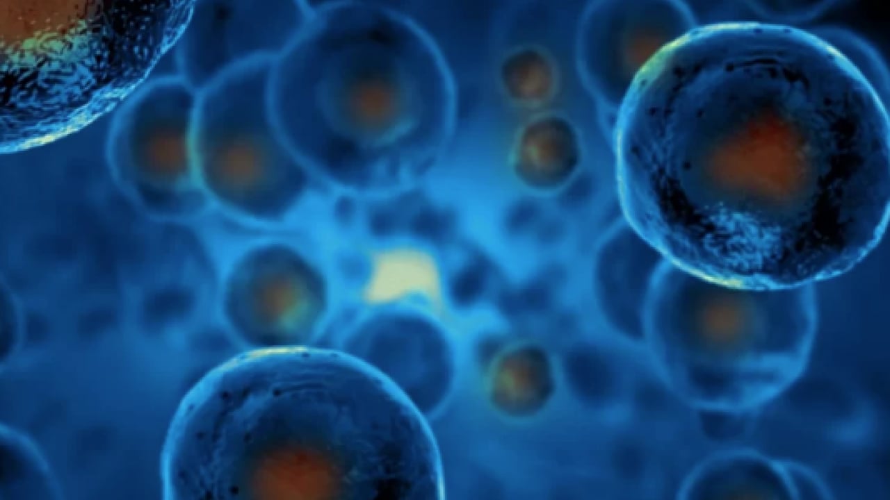 Foto - Uzman hekimden 'Açlığı taklit eden diyetle hücresel yenilenme mümkün olabilir' ilanı...