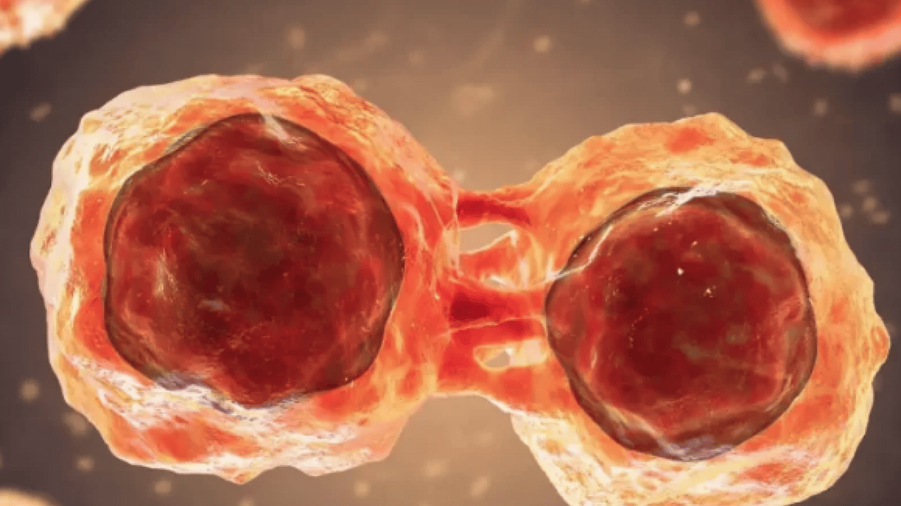 Foto - Uzman hekimden 'Açlığı taklit eden diyetle hücresel yenilenme mümkün olabilir' ilanı...