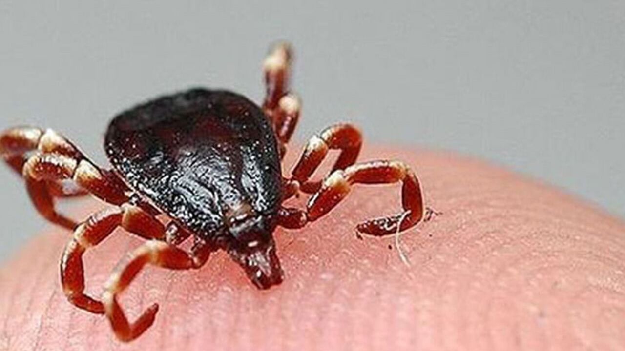 Foto - Uzman isim kene ve böcek ısırıkları için öyle bir tavsiye verdi ki... Kritik uyarı: Yapılan hata bu uyarısı yaptı