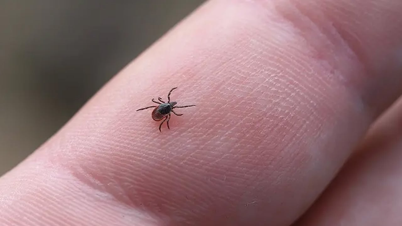 Foto - Uzman isim kene ve böcek ısırıkları için öyle bir tavsiye verdi ki... Kritik uyarı: Yapılan hata bu uyarısı yaptı