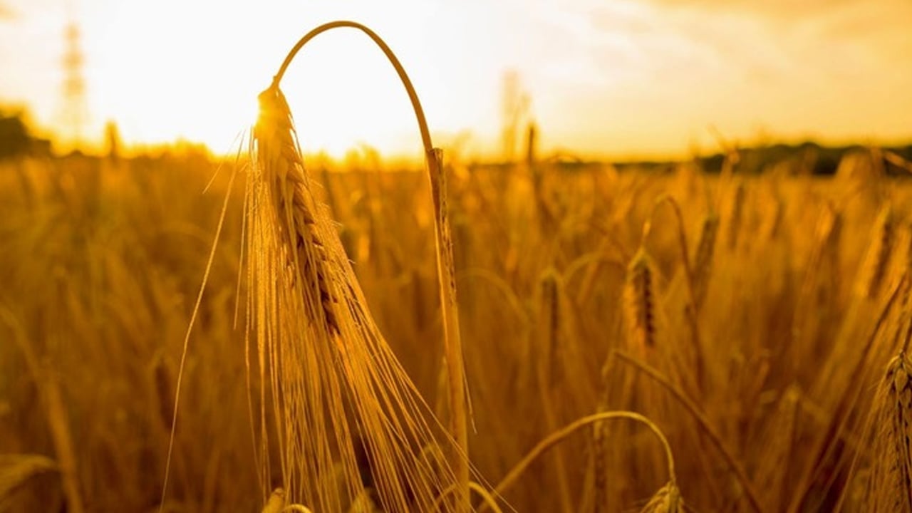 Foto - Bazı ürünler gelecekte su yetersizliği yüzünden verimi yüzde 40'a kadar düşürebilir! O isim uyardı