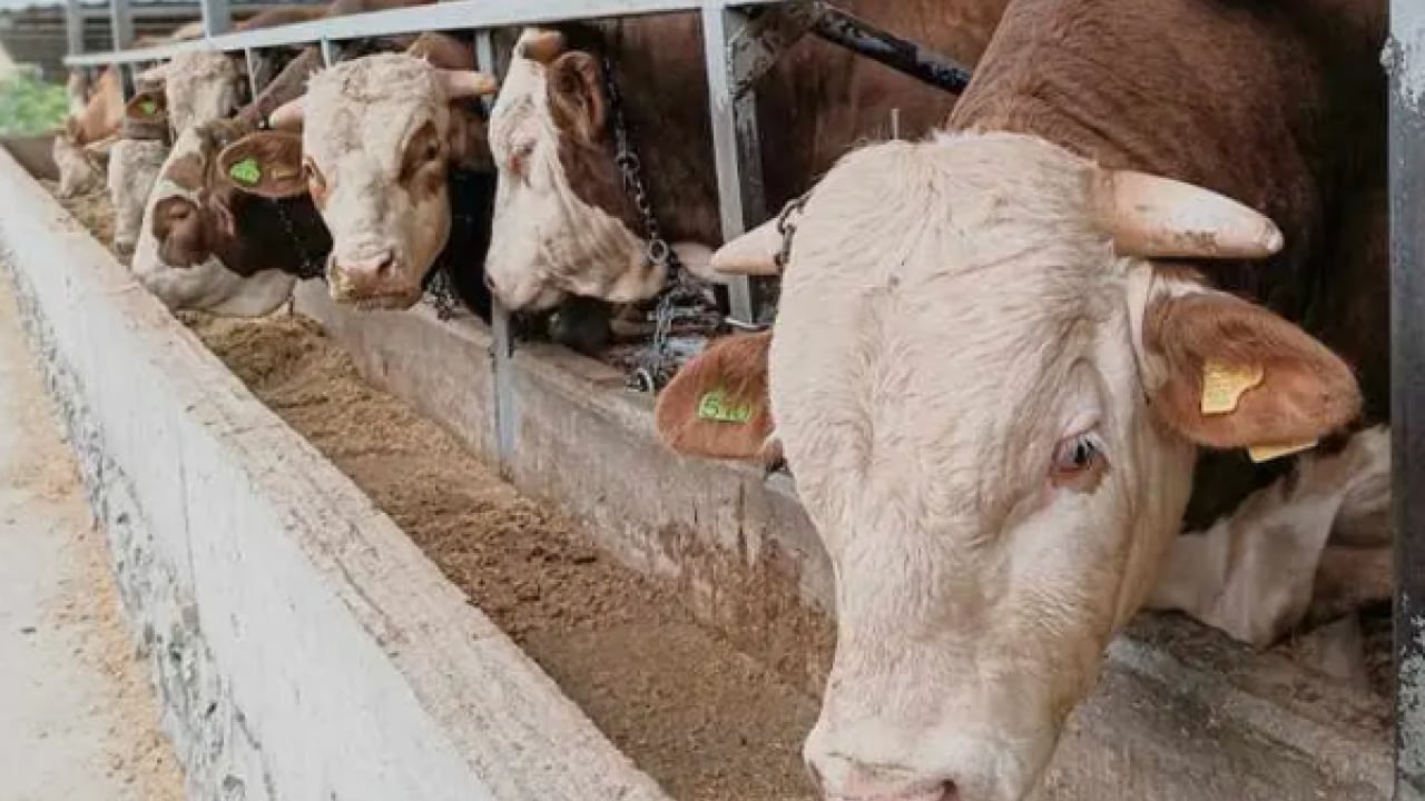 Foto - Uzman isimden bayram öncesi uyarı: Kurban etini sakın böyle saklamayın!