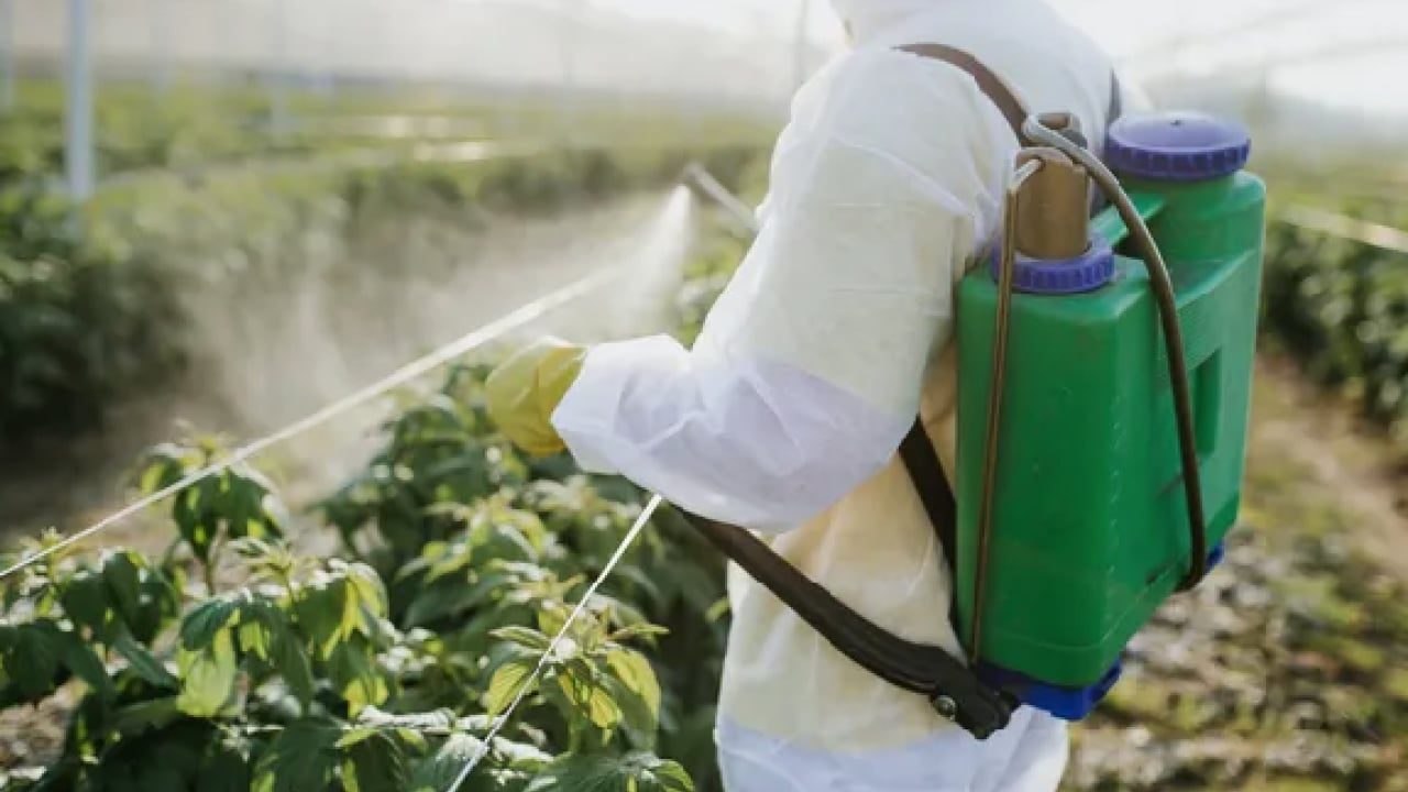 Foto - Uzmana kulak verin: Hastalıkların gizli kaynağı! Pestisitlerden kurtulmanın formülü: 1 litre suya 5 kaşık...