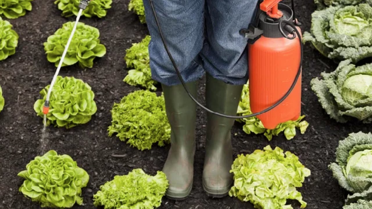 Foto - Uzmana kulak verin: Hastalıkların gizli kaynağı! Pestisitlerden kurtulmanın formülü: 1 litre suya 5 kaşık...