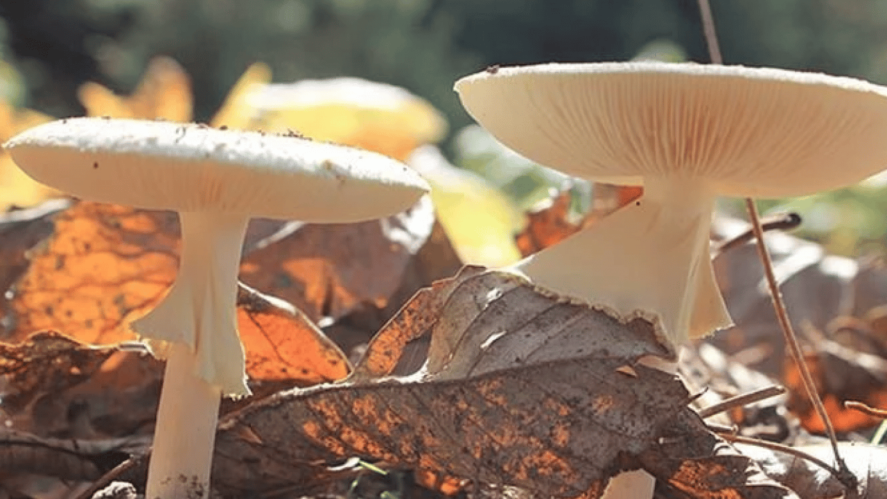Foto - Uzmanı ‘dikkatli olun’ dedi! Yediğiniz 3 mantardan 1'i zehirli olabilir
