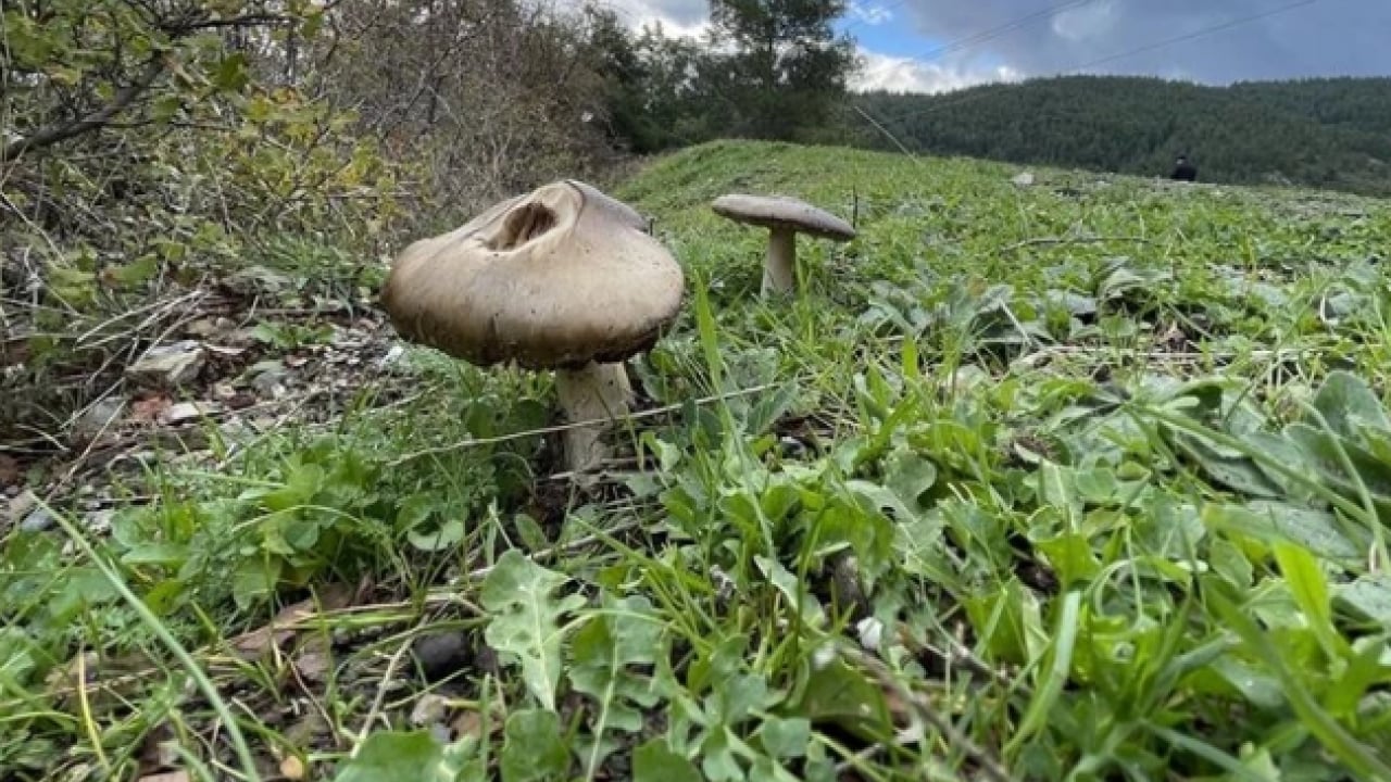 Foto - Uzmanı ‘dikkatli olun’ dedi! Yediğiniz 3 mantardan 1'i zehirli olabilir