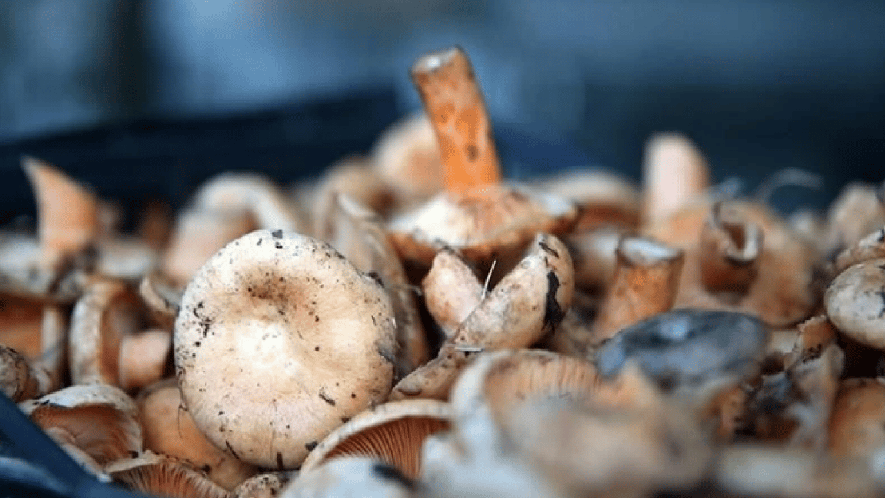 Uzmanı ‘dikkatli olun’ dedi! Yediğiniz 3 mantardan 1'i zehirli olabilir