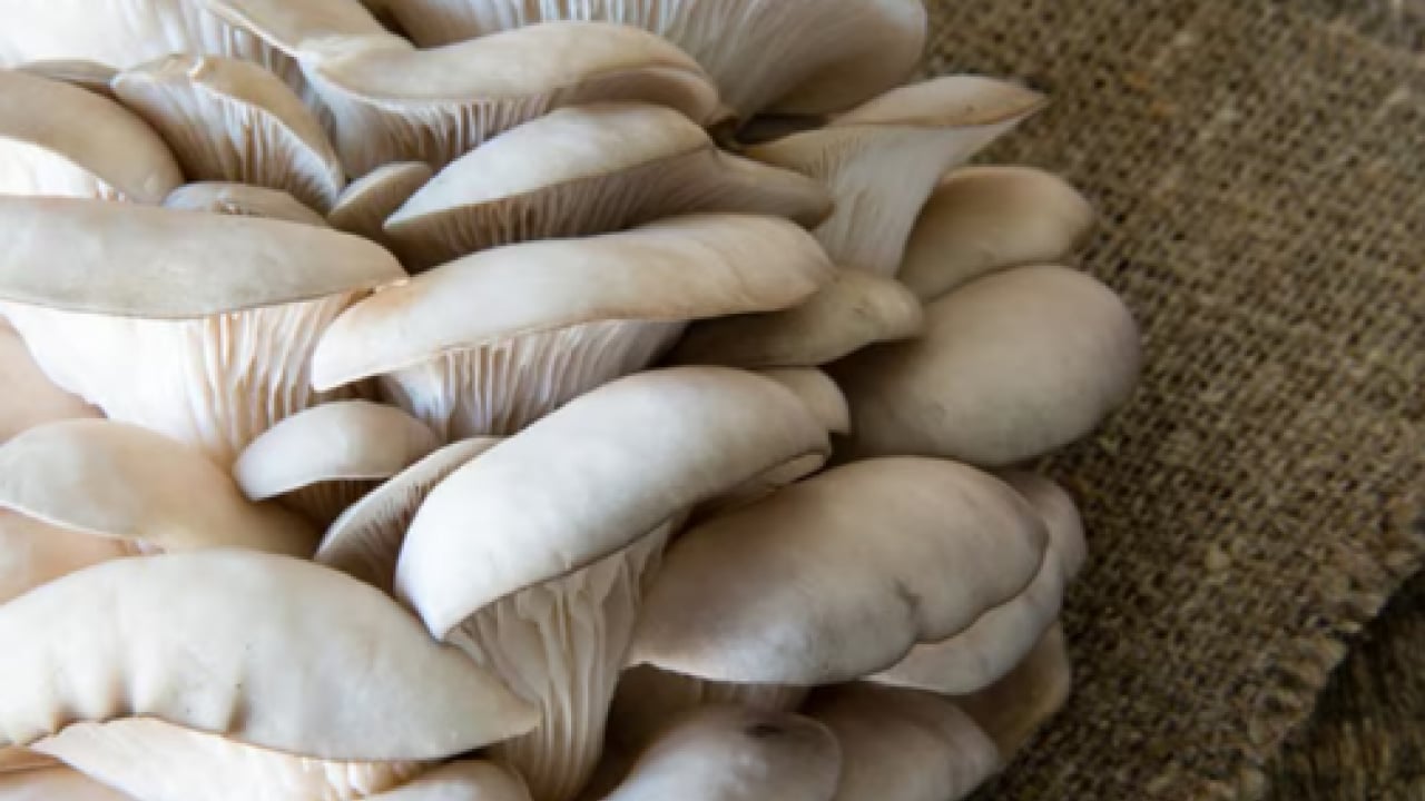 Foto - Uzmanı ‘dikkatli olun’ dedi! Yediğiniz 3 mantardan 1'i zehirli olabilir