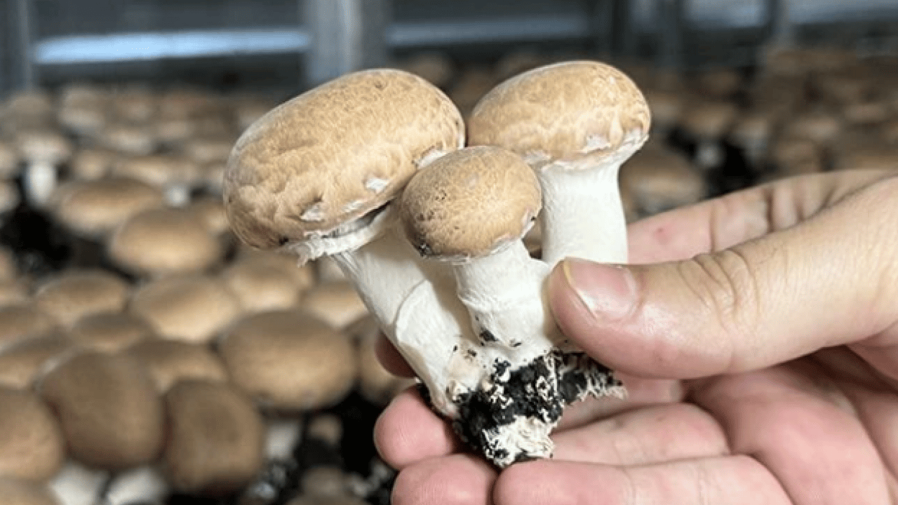 Foto - Uzmanı ‘dikkatli olun’ dedi! Yediğiniz 3 mantardan 1'i zehirli olabilir