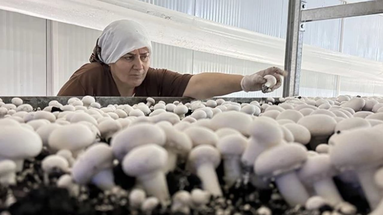 Foto - Uzmanı ‘dikkatli olun’ dedi! Yediğiniz 3 mantardan 1'i zehirli olabilir