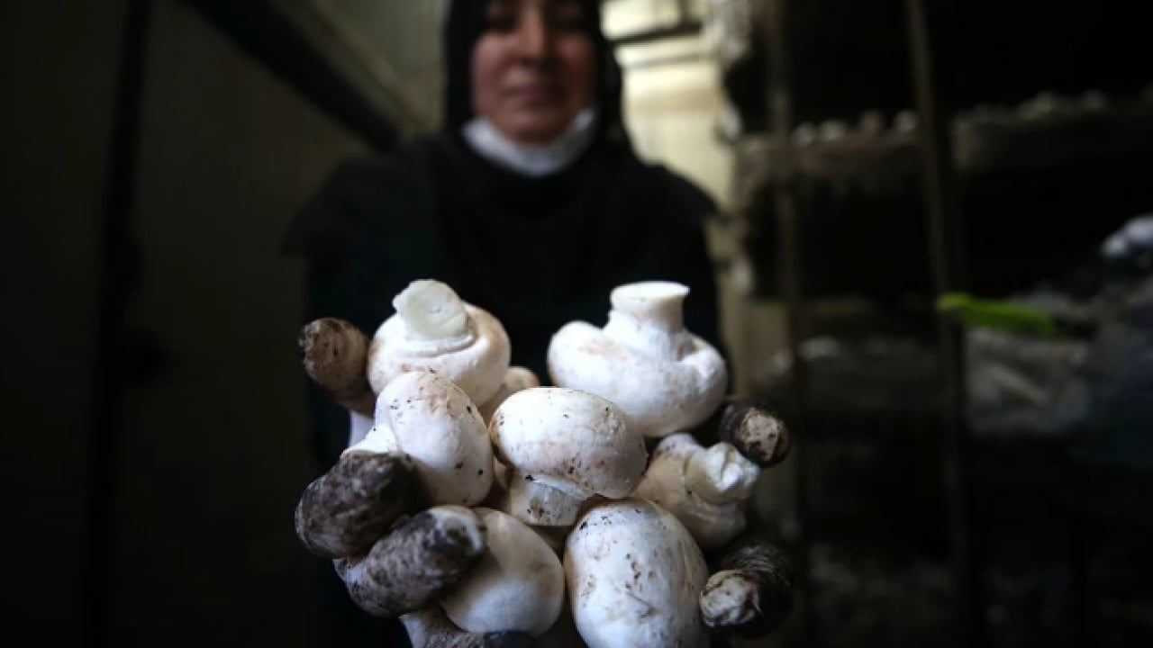 Foto - Uzmanı ‘dikkatli olun’ dedi! Yediğiniz 3 mantardan 1'i zehirli olabilir