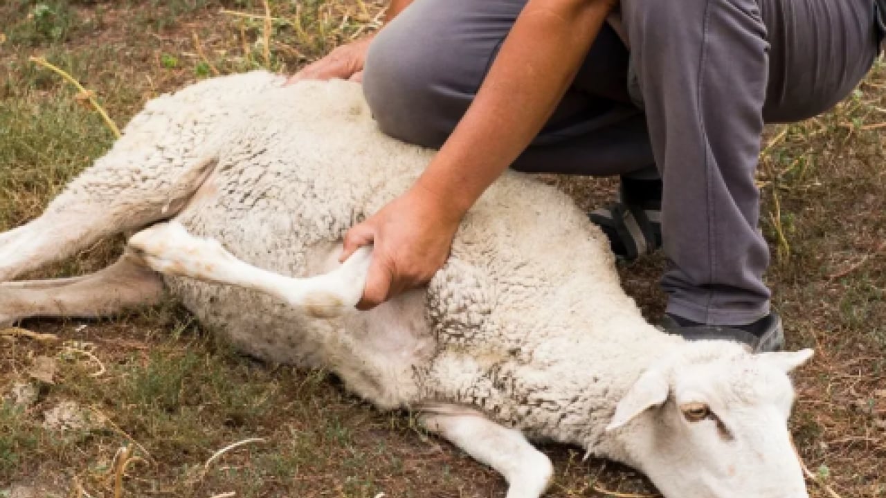 Foto - Uzmanı özellikle uyardı! Kurban keserken bu yaralanmalara dikkat