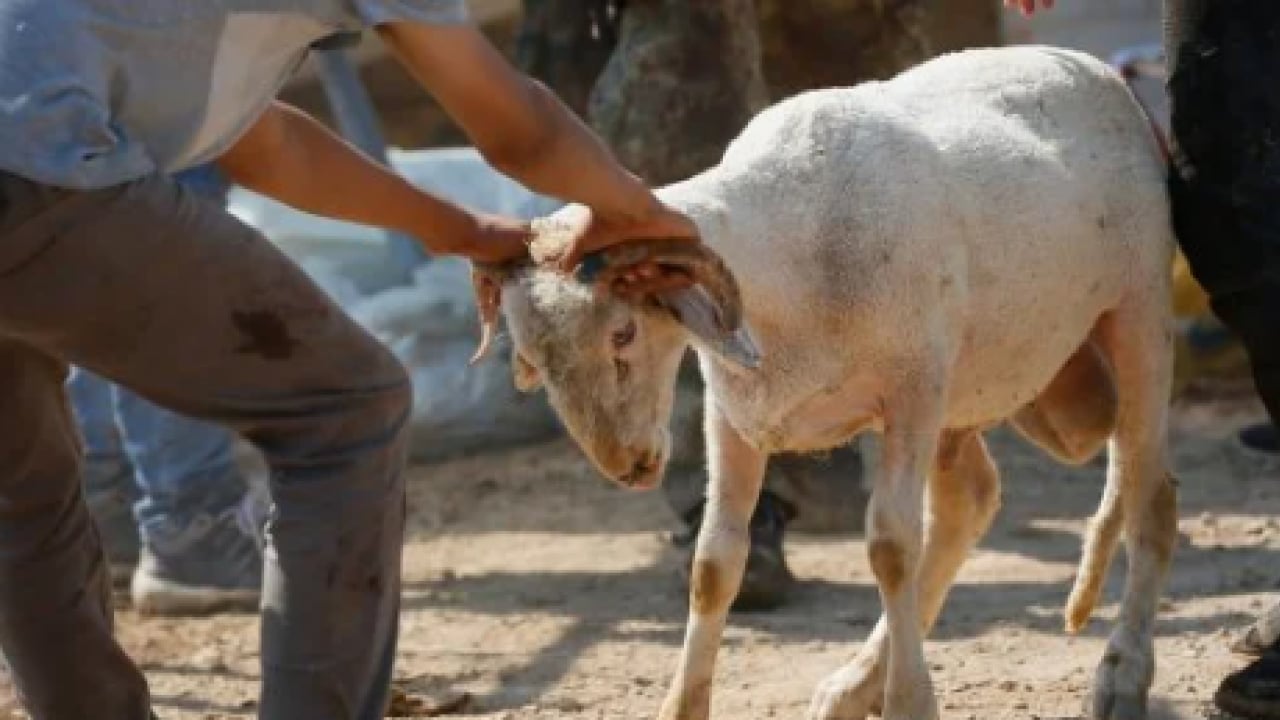 Foto - Uzmanı özellikle uyardı! Kurban keserken bu yaralanmalara dikkat