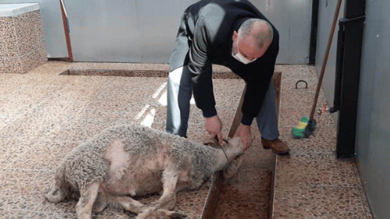 Foto - Uzmanı özellikle uyardı! Kurban keserken bu yaralanmalara dikkat