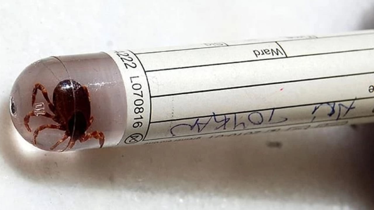 Foto - Uzmanı uyardı! Aman dikkat! Kene kabusu geri döndü