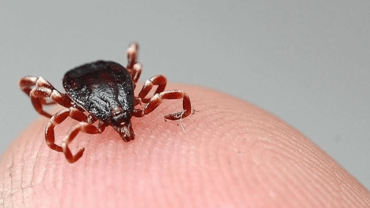 Foto - Uzmanı uyardı! Aman dikkat! Kene kabusu geri döndü