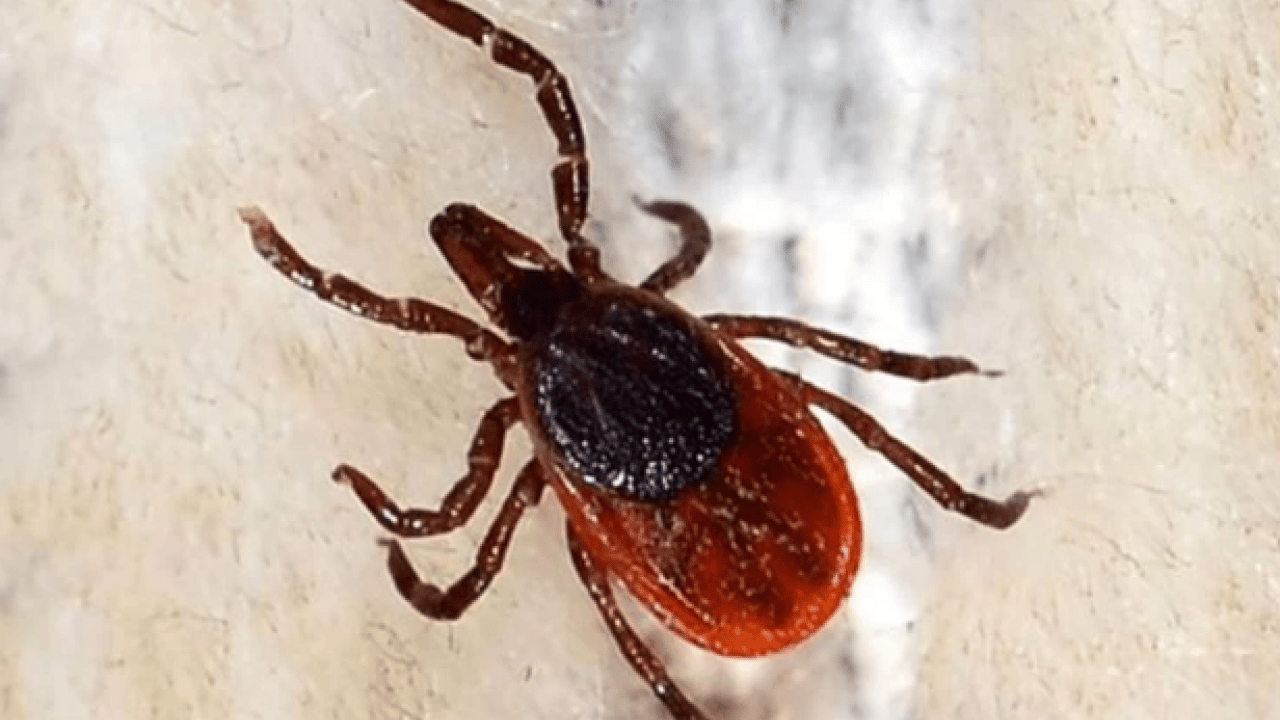 Foto - Uzmanı uyardı! Aman dikkat! Kene kabusu geri döndü