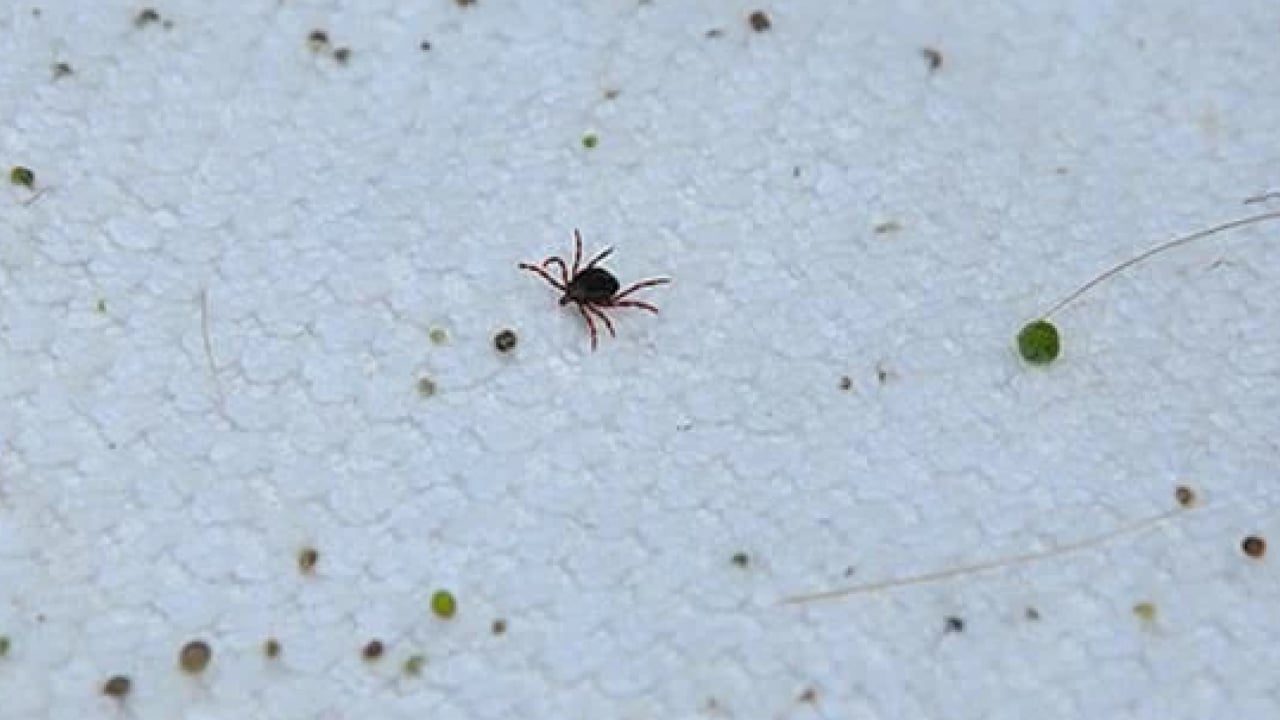 Foto - Uzmanı uyardı! Aman dikkat! Kene kabusu geri döndü