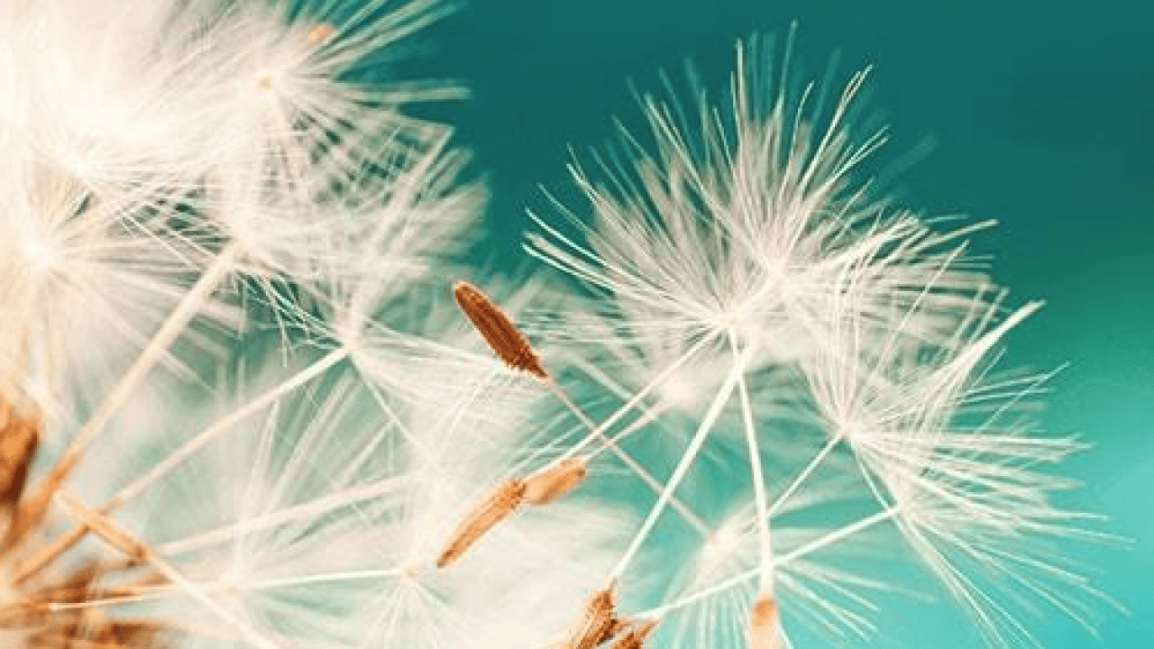 Foto - Uzmanından bahar aylarında artan polen alerjisine karşı uyarı! O saatlere dikkat