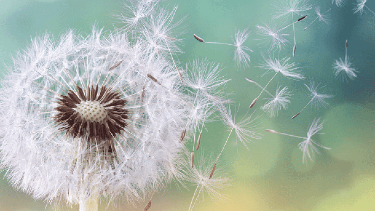 Foto - Uzmanından bahar aylarında artan polen alerjisine karşı uyarı! O saatlere dikkat
