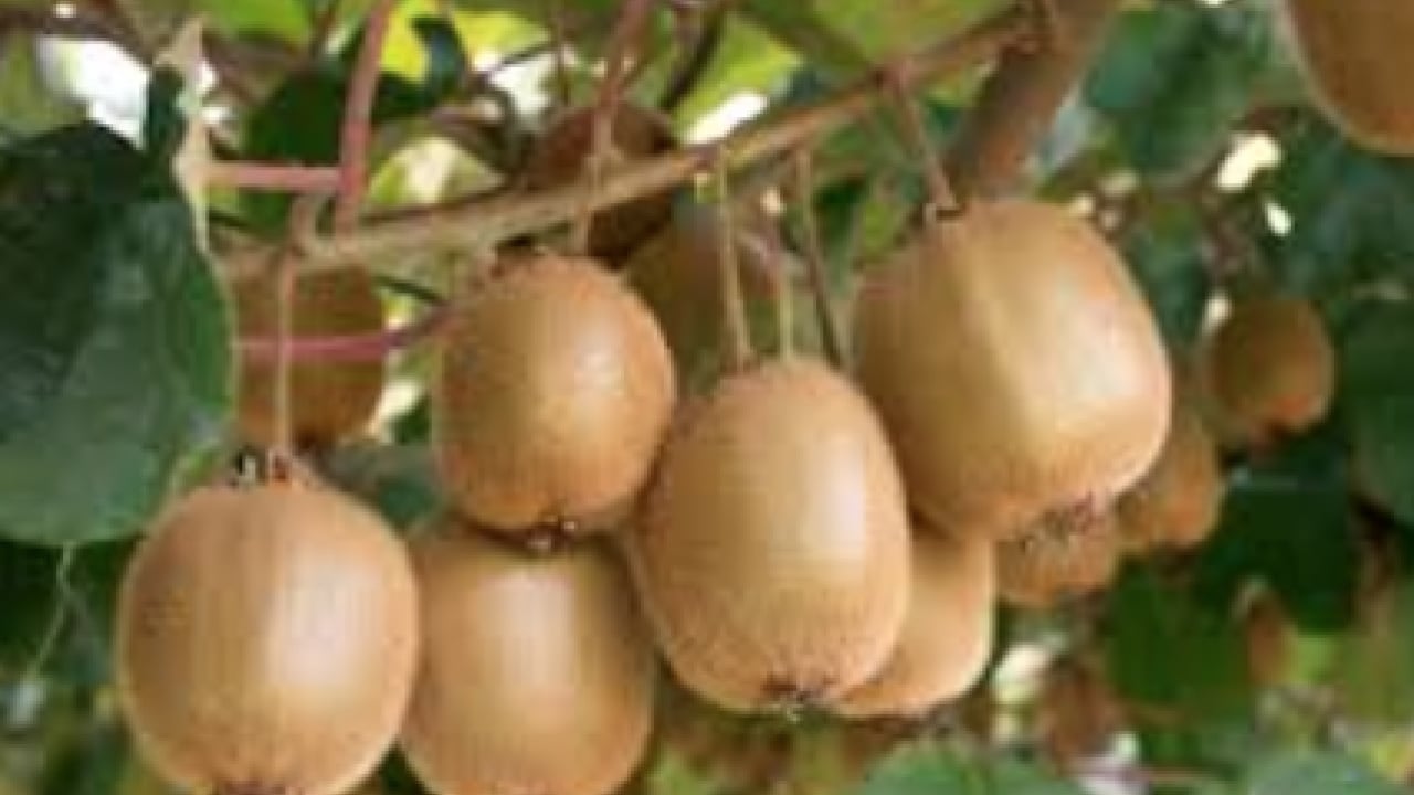 Foto - Uzmanından demir eksikliğine karşı beslenme önerisi! Mutlaka bu metotlar uygulanmalı...