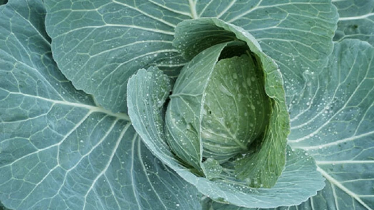 Foto - Uzmanından uyarı geldi... Kemik erimesine karşı doğal kalkan kara lahana mı?