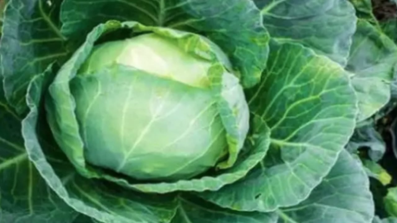 Foto - Uzmanından uyarı geldi... Kemik erimesine karşı doğal kalkan kara lahana mı?