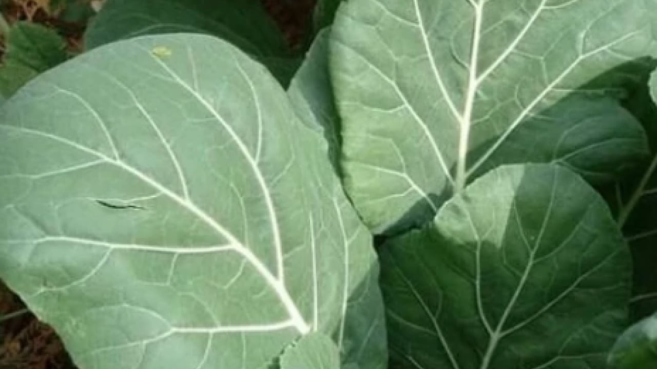 Foto - Uzmanından uyarı geldi... Kemik erimesine karşı doğal kalkan kara lahana mı?