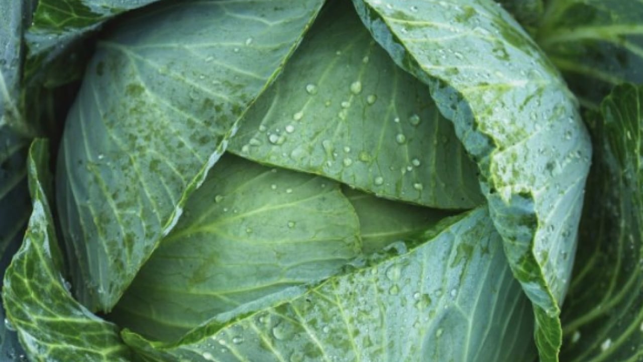 Foto - Uzmanından uyarı geldi... Kemik erimesine karşı doğal kalkan kara lahana mı?