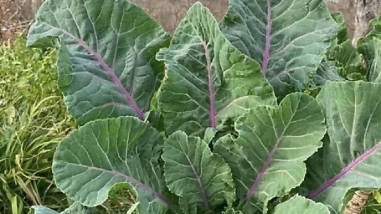 Foto - Uzmanından uyarı geldi... Kemik erimesine karşı doğal kalkan kara lahana mı?