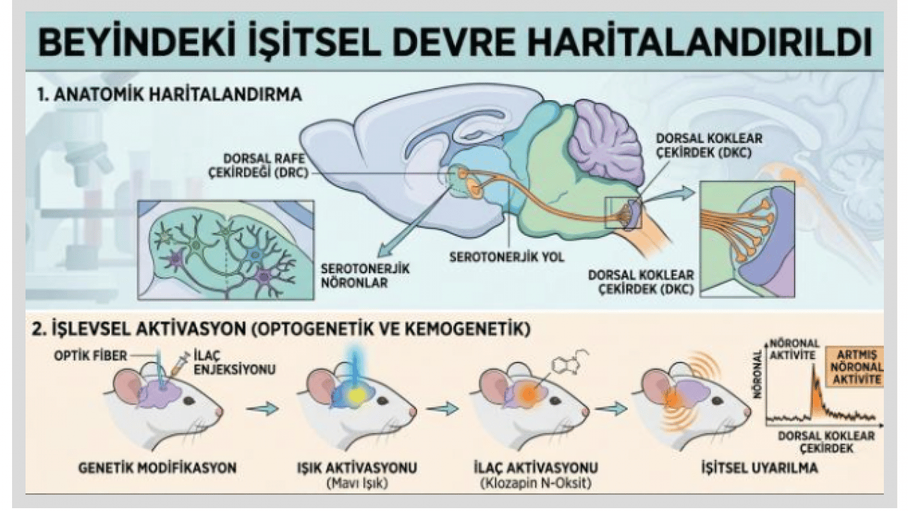 Foto - Uzmanlar açıkladı! Kulak çınlaması neden olur?