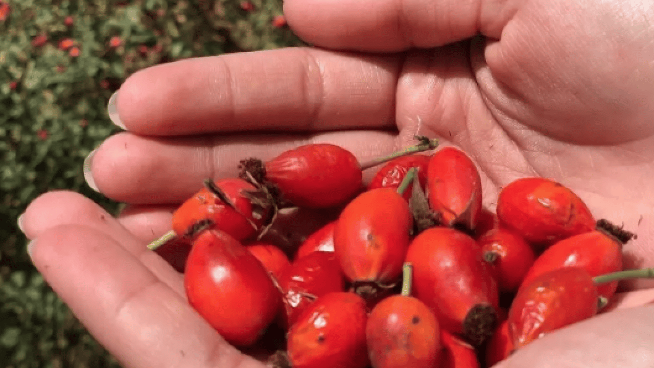 Foto - Uzmanlar boşuna konuşmuyor... Portakaldan 7 kat faydalı: C vitamini zengini, kan şekeri ilacı