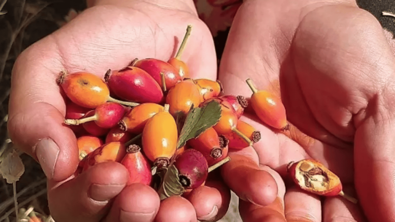 Foto - Uzmanlar boşuna konuşmuyor... Portakaldan 7 kat faydalı: C vitamini zengini, kan şekeri ilacı